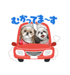 シーズー！ミンス モカ まい（個別スタンプ：24）