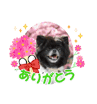 ポメチン♡おれっち（個別スタンプ：6）