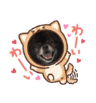 ポメチン♡おれっち（個別スタンプ：11）