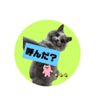 Merry スタンプ ねこ①（個別スタンプ：12）