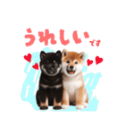 日常会話 柴犬と黒柴スタンプ（個別スタンプ：16）