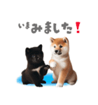 日常会話 柴犬と黒柴スタンプ（個別スタンプ：20）