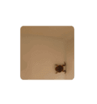 frog_toad（個別スタンプ：2）