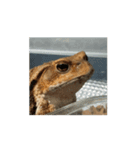 frog_toad（個別スタンプ：4）