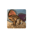 frog_toad（個別スタンプ：6）