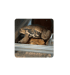 frog_toad（個別スタンプ：10）