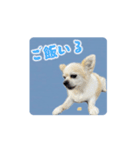 やんちゃ犬やんやの家族用連絡♡子から親へ（個別スタンプ：11）