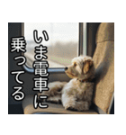 かわいい犬の待ち合わせ(連絡・報告・外出)（個別スタンプ：7）