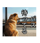 かわいい犬の待ち合わせ(連絡・報告・外出)（個別スタンプ：9）