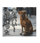 かわいい犬の待ち合わせ(連絡・報告・外出)（個別スタンプ：14）