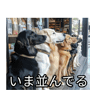 かわいい犬の待ち合わせ(連絡・報告・外出)（個別スタンプ：24）