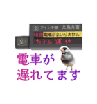 遅刻する文鳥スタンプ（個別スタンプ：7）