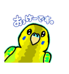 とにかくセキセイインコ（個別スタンプ：6）