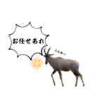 愉快なケニアの仲間たち（個別スタンプ：7）