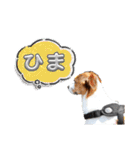 キャバリア×ジャックラッセルテリア（個別スタンプ：3）
