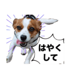 キャバリア×ジャックラッセルテリア（個別スタンプ：5）