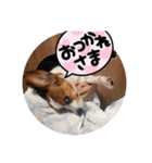 キャバリア×ジャックラッセルテリア（個別スタンプ：6）
