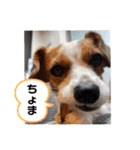 キャバリア×ジャックラッセルテリア（個別スタンプ：7）