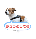 キャバリア×ジャックラッセルテリア（個別スタンプ：8）