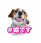 キャバリア×ジャックラッセルテリア（個別スタンプ：9）