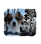 キャバリア×ジャックラッセルテリア（個別スタンプ：10）