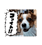 キャバリア×ジャックラッセルテリア（個別スタンプ：11）