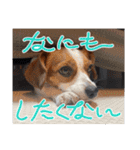 キャバリア×ジャックラッセルテリア（個別スタンプ：13）