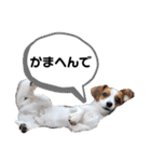 キャバリア×ジャックラッセルテリア（個別スタンプ：14）