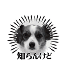 キャバリア×ジャックラッセルテリア（個別スタンプ：21）