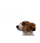 キャバリア×ジャックラッセルテリア（個別スタンプ：22）