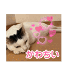 猫と犬とウサギシリーズ♥毎日使用してね（個別スタンプ：7）