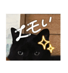 猫と犬とウサギシリーズ♥毎日使用してね（個別スタンプ：13）