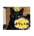 猫と犬とウサギシリーズ♥毎日使用してね（個別スタンプ：15）