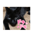 猫と犬とウサギシリーズ♥毎日使用してね（個別スタンプ：17）