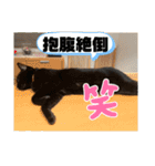 猫と犬とウサギシリーズ♥毎日使用してね（個別スタンプ：21）