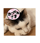 猫と犬とウサギシリーズ♥毎日使用してね（個別スタンプ：27）