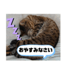 猫と犬とウサギシリーズ♥毎日使用してね（個別スタンプ：30）