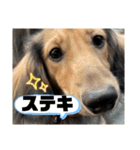 猫と犬とウサギシリーズ♥毎日使用してね（個別スタンプ：35）