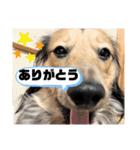 猫と犬とウサギシリーズ♥毎日使用してね（個別スタンプ：39）