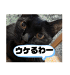 猫と犬とウサギシリーズ♥毎日使用してね（個別スタンプ：40）