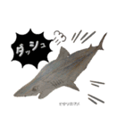 深海魚沼にハマったさんコウガのお魚図鑑（個別スタンプ：19）