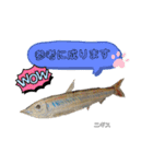 深海魚沼にハマったさんコウガのお魚図鑑（個別スタンプ：33）