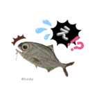 深海魚沼にハマったさんコウガのお魚図鑑（個別スタンプ：35）