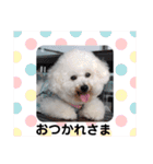 ビションのみんと♂♡チワワのくま♂も登場（個別スタンプ：1）