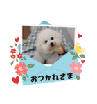 ビションのみんと♂♡チワワのくま♂も登場（個別スタンプ：2）