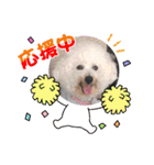 ビションのみんと♂♡チワワのくま♂も登場（個別スタンプ：3）