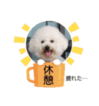 ビションのみんと♂♡チワワのくま♂も登場（個別スタンプ：4）