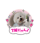 ビションのみんと♂♡チワワのくま♂も登場（個別スタンプ：7）