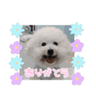 ビションのみんと♂♡チワワのくま♂も登場（個別スタンプ：9）