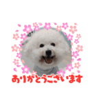 ビションのみんと♂♡チワワのくま♂も登場（個別スタンプ：10）